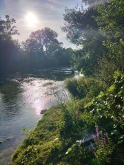 Rive
